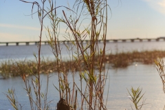 Mobile-Tensaw River Delta