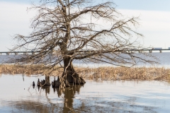 Mobile-Tensaw River Delta