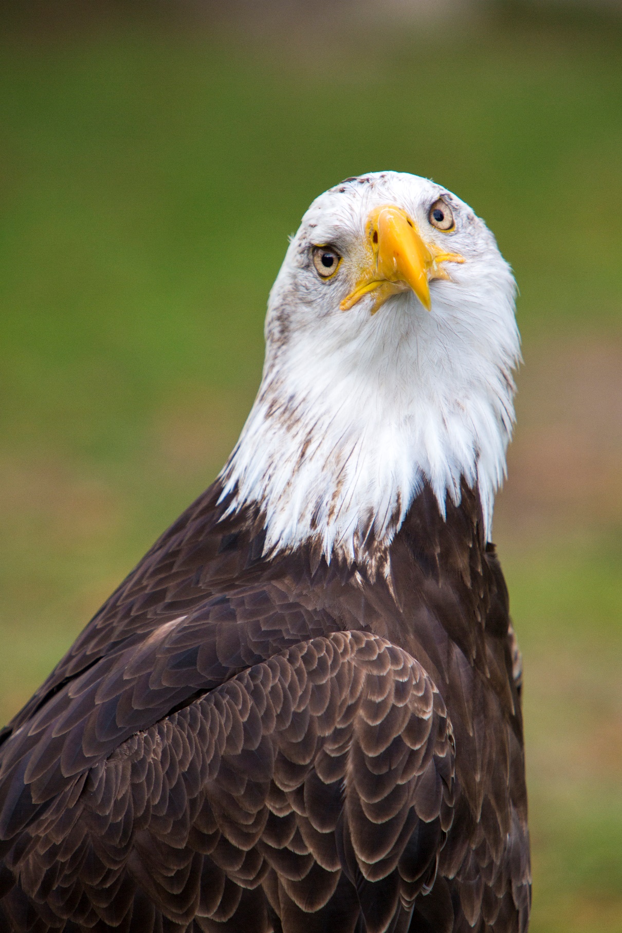 Eagle Awareness at Lake Guntersville State Park