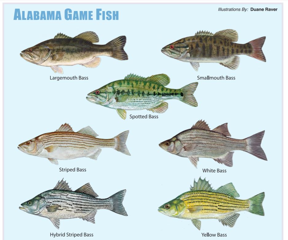 Bass Fish Poster Freshwater Identification Chart | lupon.gov.ph