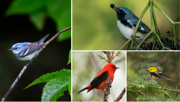 collage of birds