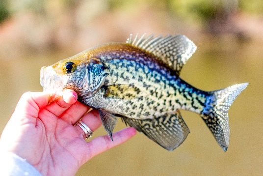 A person holding a fish Description automatically generated with medium confidence