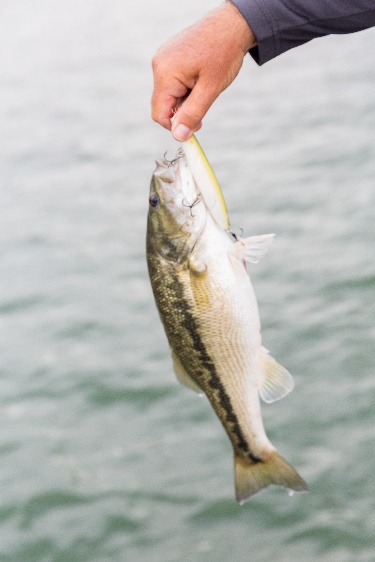 A person holding a fish Description automatically generated with medium confidence